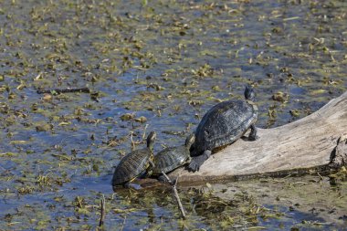 Red eared slider turtles in the Texas swamp clipart
