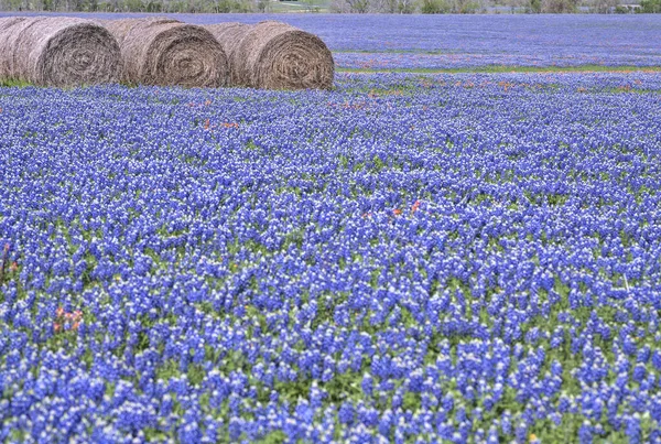 Hooibalen Met Bluebonnets Hill Country Texas Verenigde Staten — Stockfoto