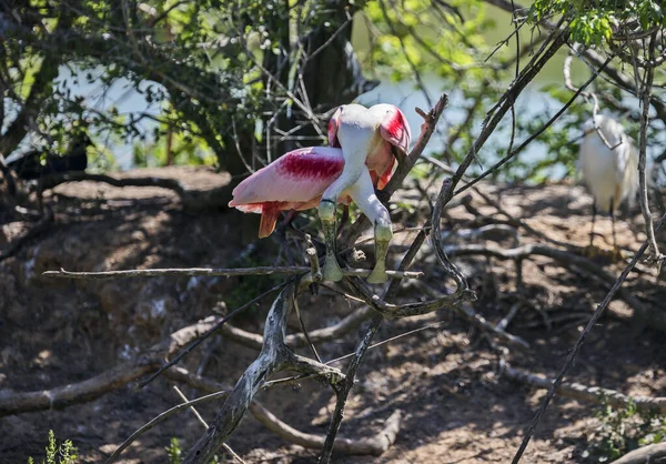 Roseate Spoonbills Boyunlarını Çaprazladı Bir Yuva Yapmak Için Uzun Bir — Stok fotoğraf