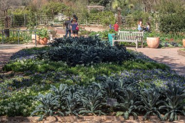 San Antonio, Teksas, ABD - 15 Mart 2025: Sebze Bahçesinde Siyah Kale ve Mor Çiçeklerle Teksas 'taki San Antonio Botanik Bahçesinde Yürüyen Ziyaretçiler