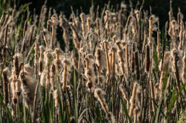 Cattail Typha Seed Dispersal Stage with Fluffy White Seeds at Brazos Bend State Park, Texas, ABD