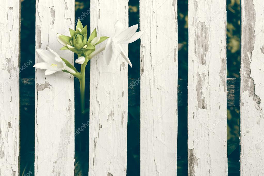 Garden Lily Over White Wooden Fence Background