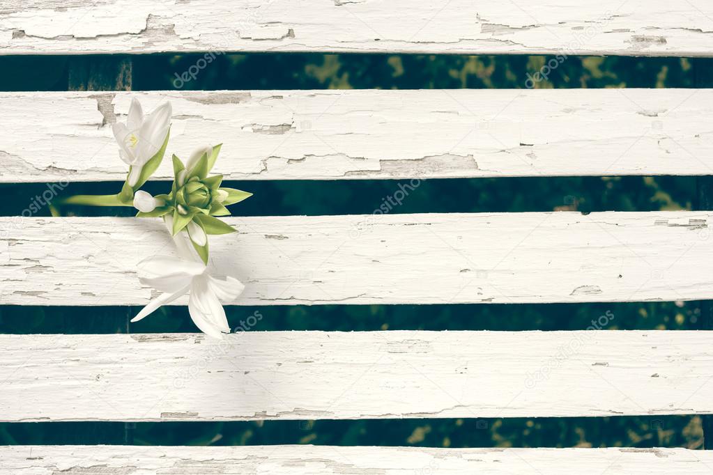 Garden Lily Over White Wooden Fence Background