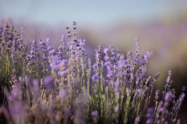 Yumuşak Güneş Işığında Canlı Mor Lavanta Çiçekleri