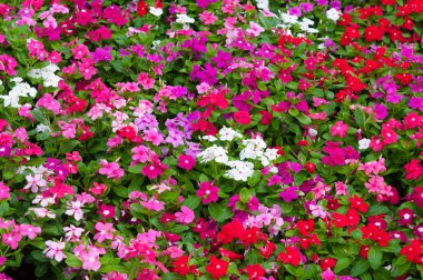 Madagaskar salyangozu