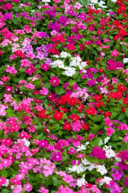 Madagaskar salyangozu