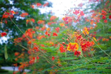 barbados gururu
