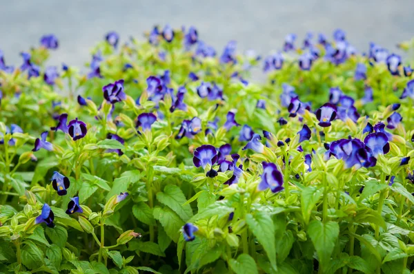 Flor — Fotografia de Stock