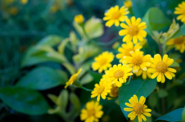 菊花 — 图库照片