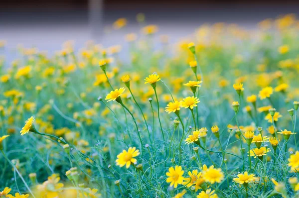 菊花 — 图库照片