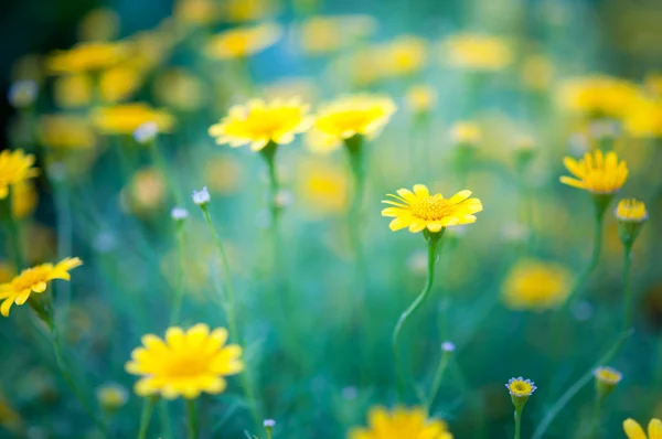 Daisy — Stock Photo, Image