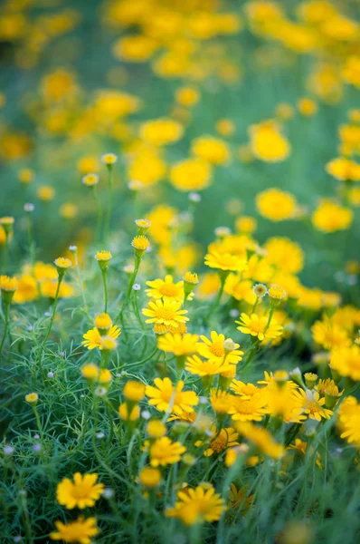 Gänseblümchen — Stockfoto