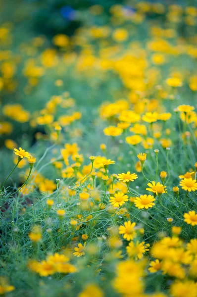 Daisy — Stock Photo, Image