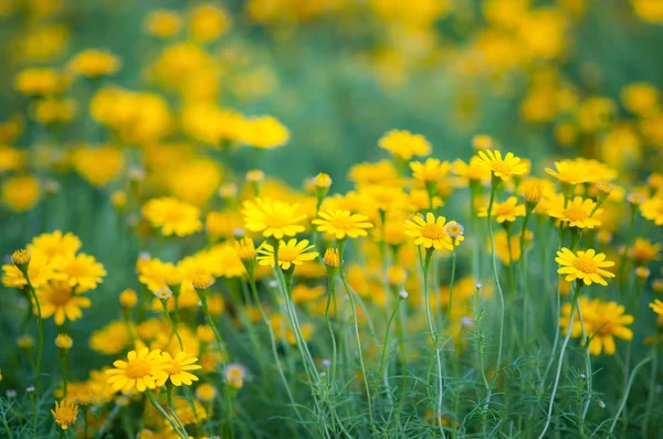 Daisy — Stock Photo, Image