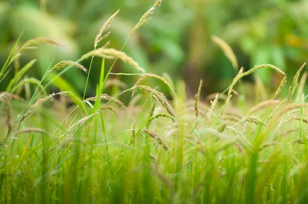 Rice Field — Stock Photo, Image