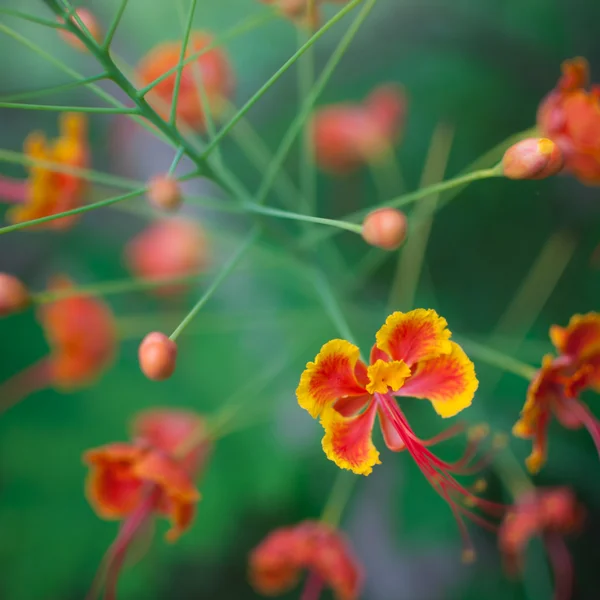 Pride of Barbados — Stock Photo, Image