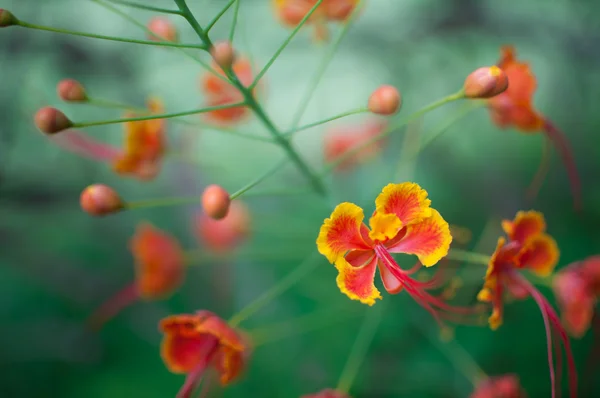 Pride of Barbados — Stock Photo, Image