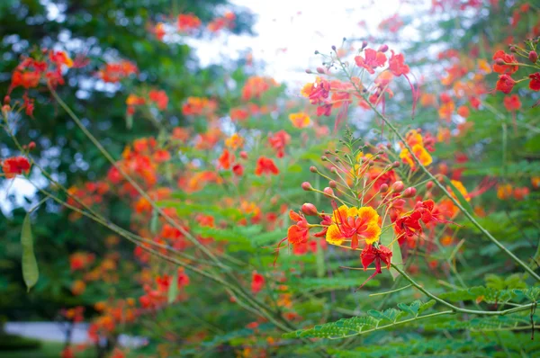 Pride of Barbados — Stock Photo, Image