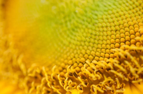 Girasol — Foto de Stock