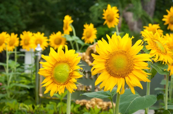 Zonnebloem — Stockfoto