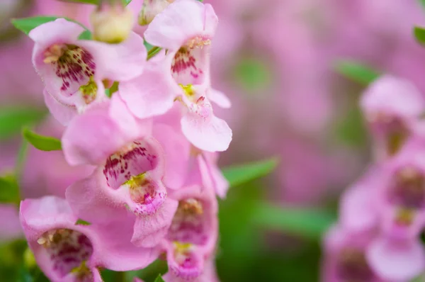 Forget me not Stock Photo