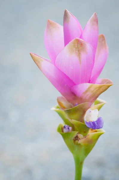 Siam tulpe lizenzfreie Stockfotos