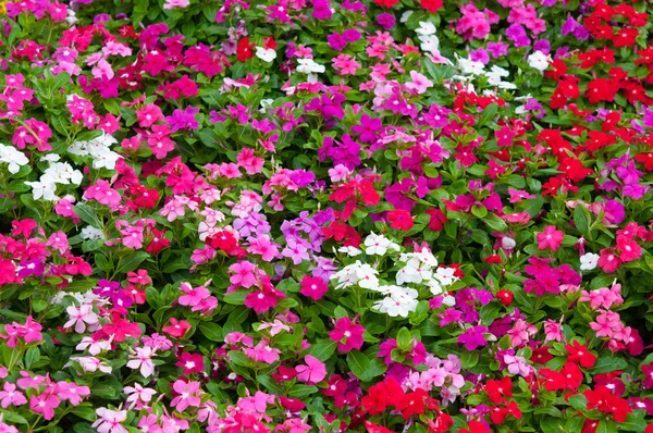 Madagascar periwinkle Stock Picture