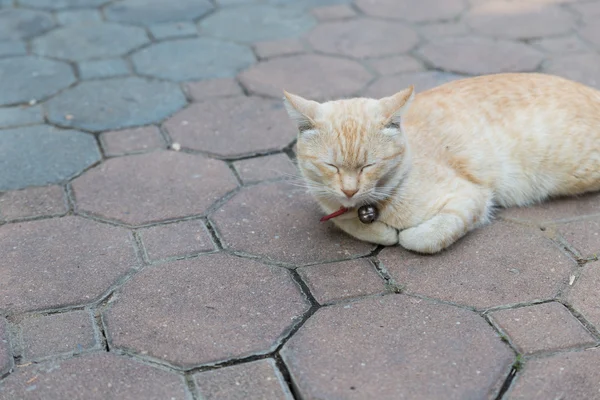 Оранжевая кошка, лежащая на полу — стоковое фото
