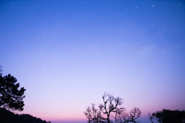 Étoile avec silhouette d'arbre — Photo