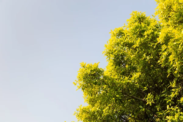 Hoja verde con cielo azul —  Fotos de Stock