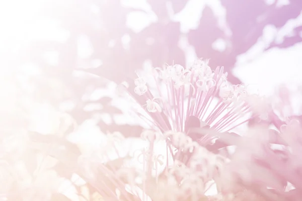Ανθισμένο ροζ λουλούδι λευκό Quezonia — Φωτογραφία Αρχείου