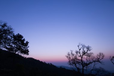 ağaç siluet şafak