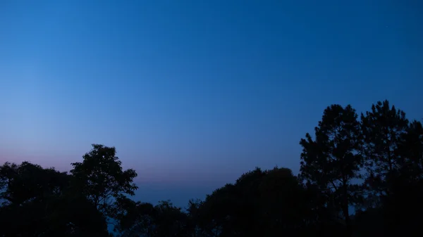 Silhouette d'arbre à l'aube — Photo
