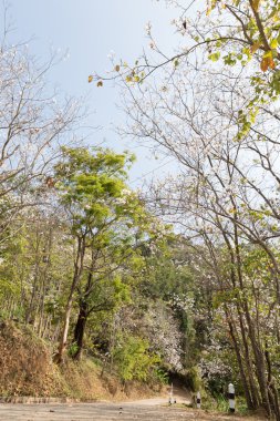 Orkide ağacının beyaz çiçek çiçeklenme 
