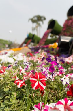 flowerbed bahçede çiçek açan çiçek