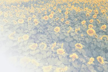 Ayçiçeği alanında Tarım Çiftlik