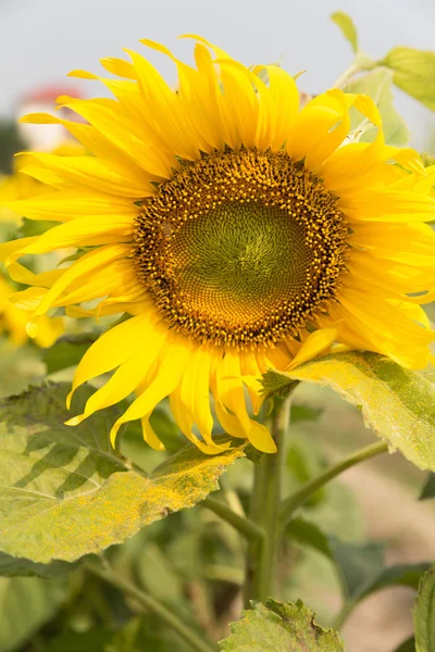 Sunflower field in agriculture farm — Stock Photo, Image