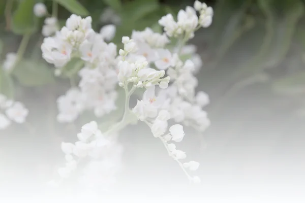 White flower of Mexican coral vine (soft focus and vintage tone) — Stock Photo, Image