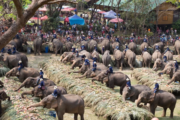 Grupp av elefant äta frukt — Stockfoto