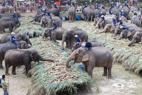 Group of elephant eating fruit — Stock Photo, Image