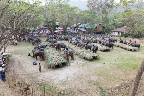 Groep van olifant eten fruit — Stockfoto