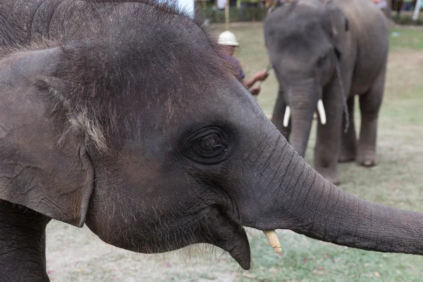 Liten elefant i parken — Stockfoto