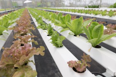 marul hydroponic sebze Tarım Çiftlik tarımı