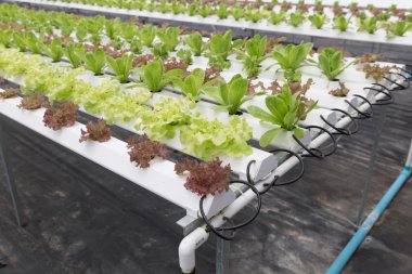 marul hydroponic sebze Tarım Çiftlik tarımı