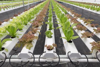 marul hydroponic sebze Tarım Çiftlik tarımı