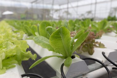 marul hydroponic sebze Tarım Çiftlik tarımı