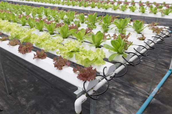 Гідропонічний салат вирощування овочів у сільськогосподарській фермі — стокове фото