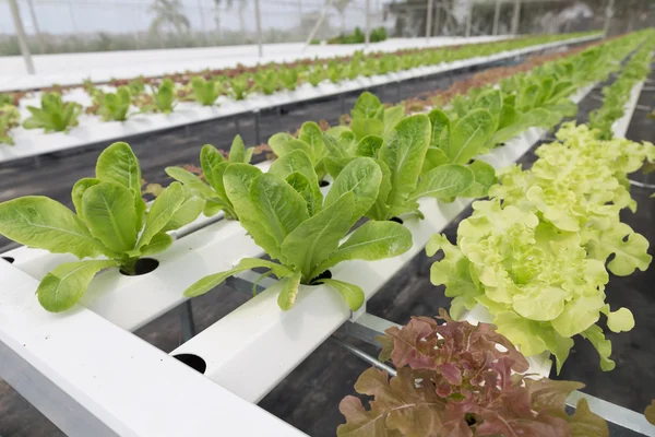 Hydroponic lettuce vegetable growing in agriculture farm — Stock Photo, Image