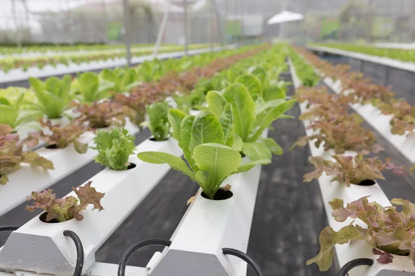 Гідропонічний салат вирощування овочів у сільськогосподарській фермі — стокове фото