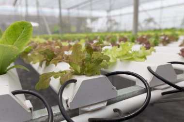 marul hydroponic sebze Tarım Çiftlik tarımı